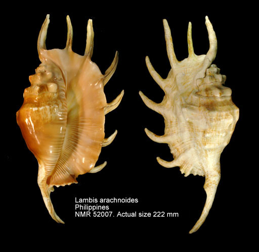 Lambis archnoides (5).jpg - Lambis arachnoides Shikama,1971